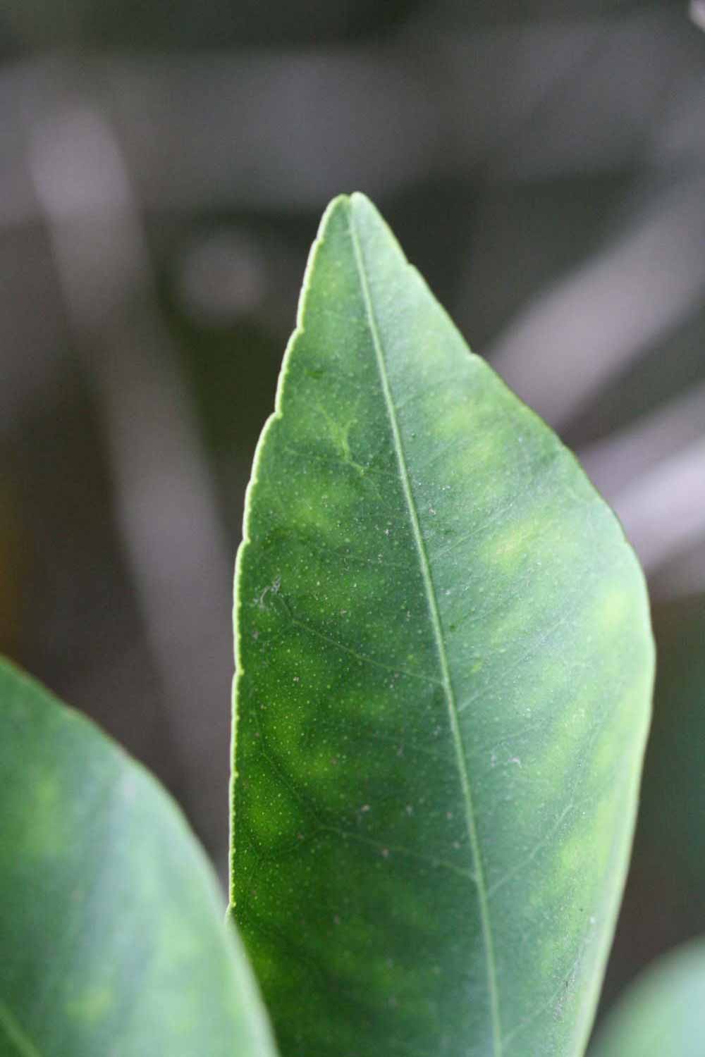                Margin (Dancy Frost Nucellar, Riverside,   CA)       